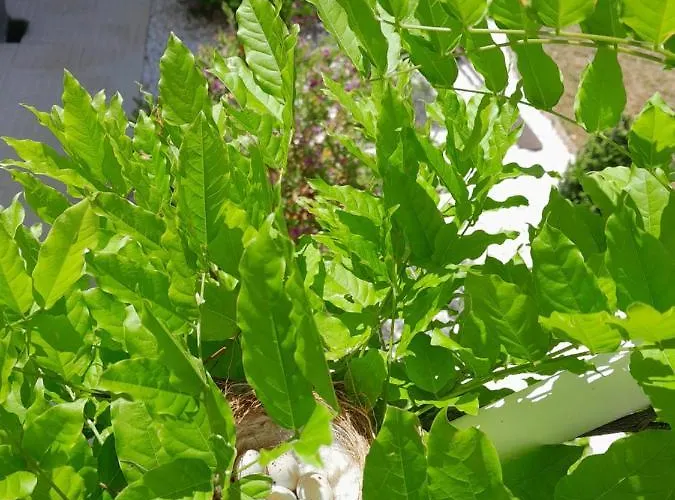 Lejlighed ***** Quinta Do Por Do Sol ***** Figueira da Foz